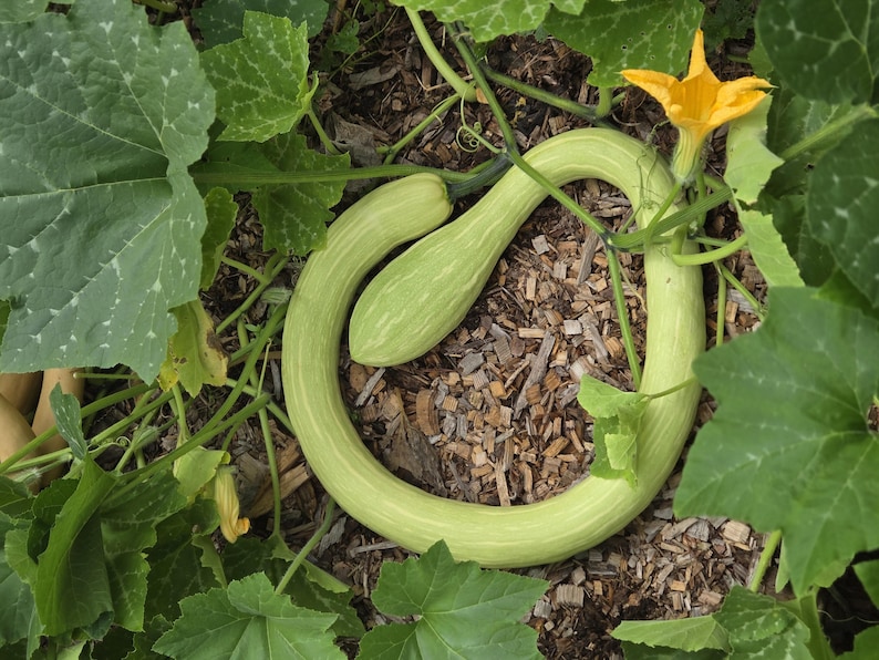 Tromboncino Squash Seeds, Pesticide Free, Non-GMO, USA Grown (10+ Seeds) image 2