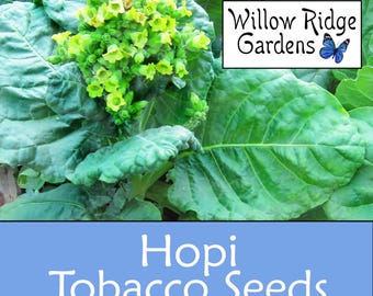 Hopi Tobacco Seeds, Sourced from Certified  Grower, 100+ Seeds, Medicinal Herbs, Heirloom Seeds, Non GMO, USA Grown