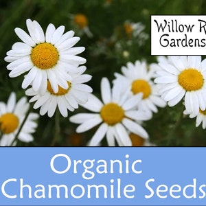 Organic German Chamomile Seeds, 100+ Seeds, Medicinal Herb Seeds, Heirloom, Non GMO, Chamomile Plant, Garden, USA Grown