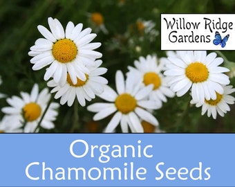 Organic Roman Chamomile Seeds, 100+ Seeds, Medicinal Herb Seeds, Heirloom, Non GMO, Chamomile Plant, USA Grown