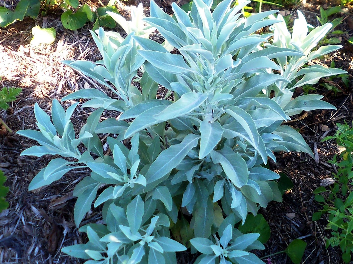 Organic White Sage Seeds 50 Seeds Salvia Apiana Medicinal Etsy