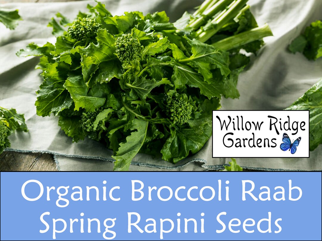 Broccoli Raab Spring Rapini Seeds, Organically Sourced From Certified ...