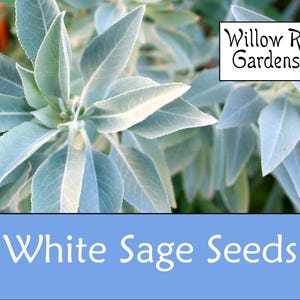 White Sage Seeds, Sourced from a Certified Grower, 50+ Seeds, Salvia apiana, Medicinal Herb Seeds, Heirloom, Non GMO, USA Grown