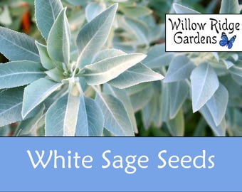 White Sage Seeds, Sourced from a Certified Grower, 50+ Seeds, Salvia apiana, Medicinal Herb Seeds, Heirloom, Non GMO, USA Grown