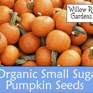 Organic Small Sugar Pumpkin Seeds, 15+ Seeds, Organic Vegetable Seeds, Heirloom, Non GMO, Pumpkin Seeds, USA Grown