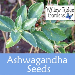 Ashwagandha Herb Seeds, Non-GMO, USA Grown (30+ Seeds) zdjęcie 1