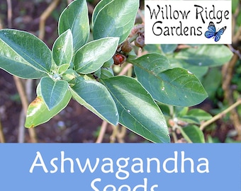 Ashwagandha Herb Seeds, Non-GMO, USA Grown (30+ Seeds)