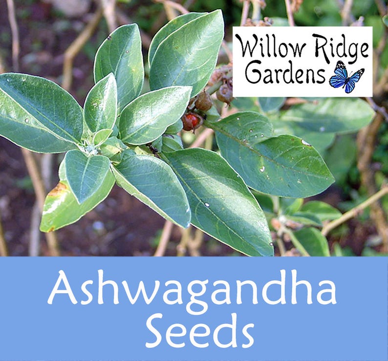 Ashwagandha Herb Seeds, Non-GMO, USA Grown (30+ Seeds) zdjęcie 1