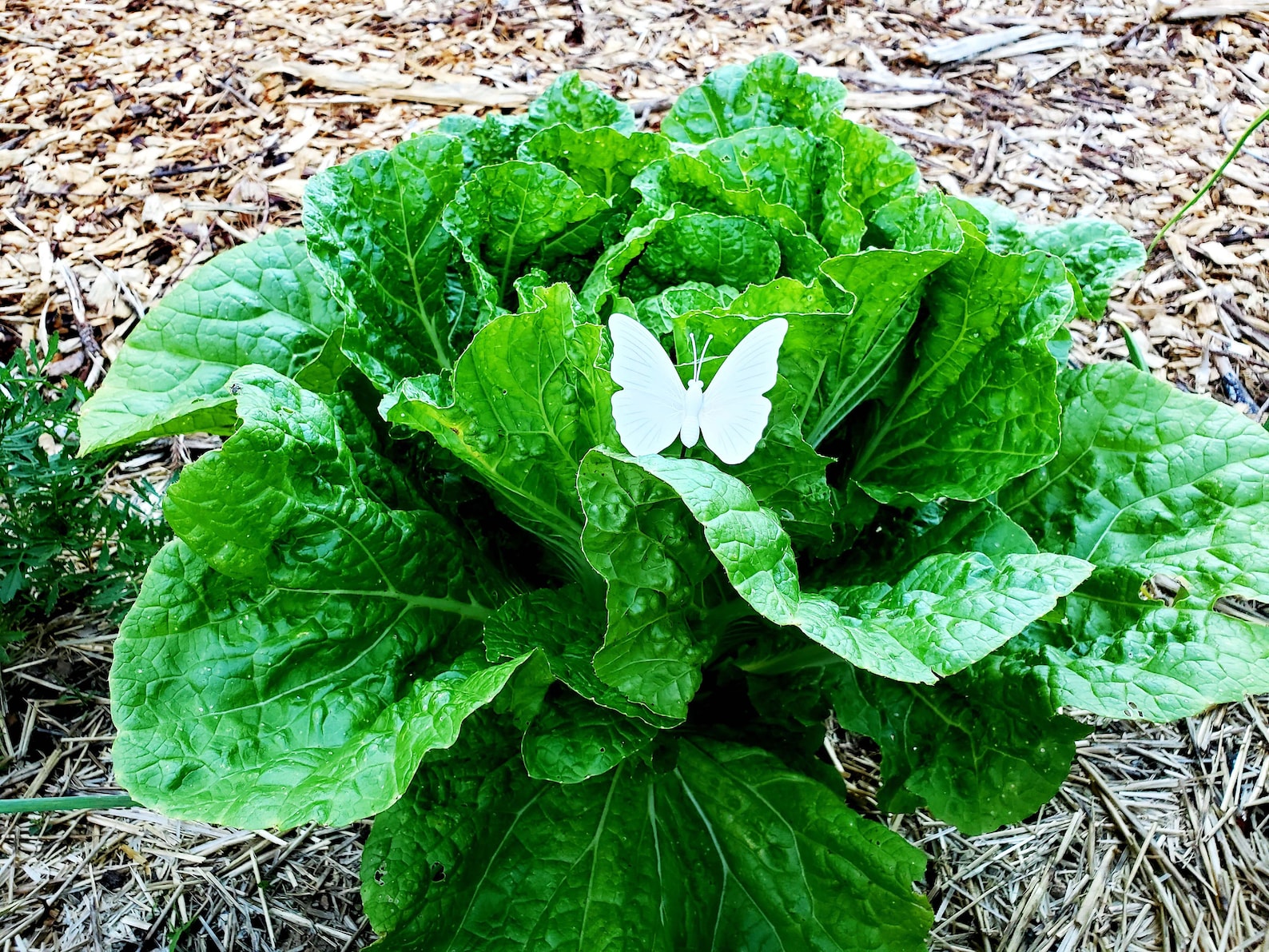 12 Cabbage Moth Decoy White Butterfly on Stake Cabbage Moth Etsy