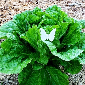 12 Cabbage Moth Decoy, White Butterfly on Stake, Cabbage Moth Decoys