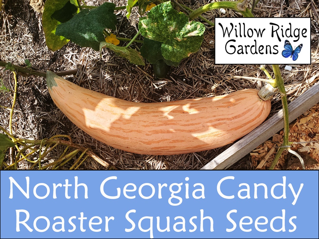 10 Pink Banana Winter Squash Seeds - Georgia Candy, Heirloom, USA Grown For 2025 Season