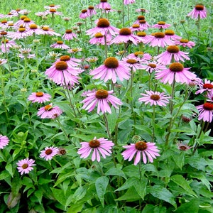Puede incluir: Un campo de equin&aacute;ceas rosadas en flor. Las flores tienen un centro naranja prominente y est&aacute;n rodeadas de hojas verdes.
