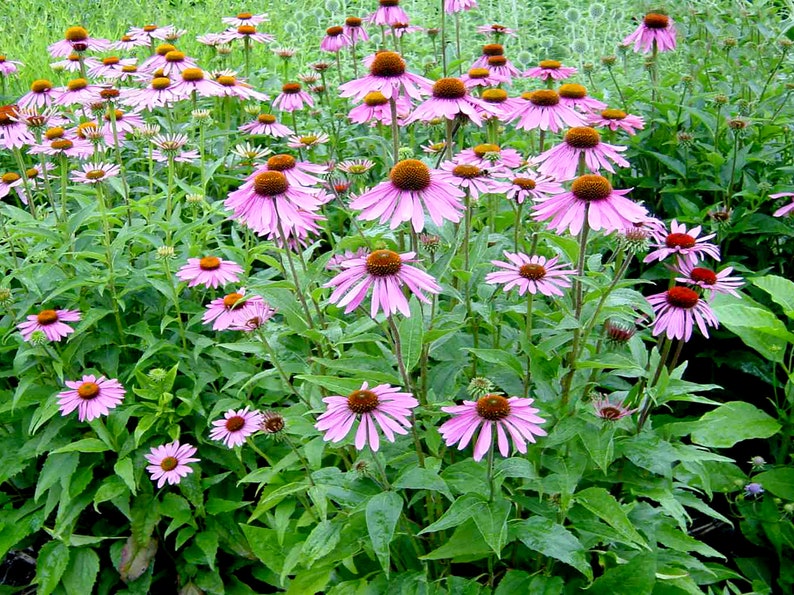 Willow Ridge Gardens Echinacea Coneflower Seeds - Thumbnail 2