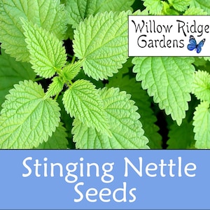 Stinging Nettle Seeds, Sourced from Certified Grower, Medicinal Herb, USA Grown (100+ Seeds)