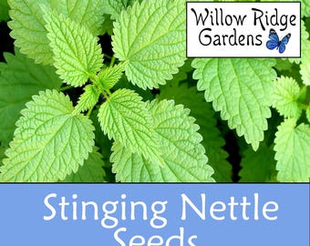 Stinging Nettle Seeds, Sourced from Certified Grower, Medicinal Herb, USA Grown (100+ Seeds)