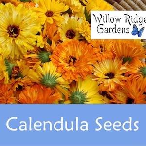 Calendula Flower Seeds, Sourced from Certified Growers, Pot Marigold, USA Grown (30+ Seeds)