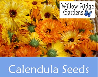 Calendula Flower Seeds, Sourced from Certified Growers, Pot Marigold, USA Grown (30+ Seeds)