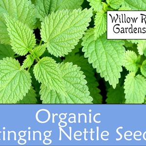 Organic Stinging Nettle Seeds, 100+ Seeds, Medicinal Herb Seeds, Heirloom, Nettle Seeds, Non GMO, Easy to Grow, USA Grown