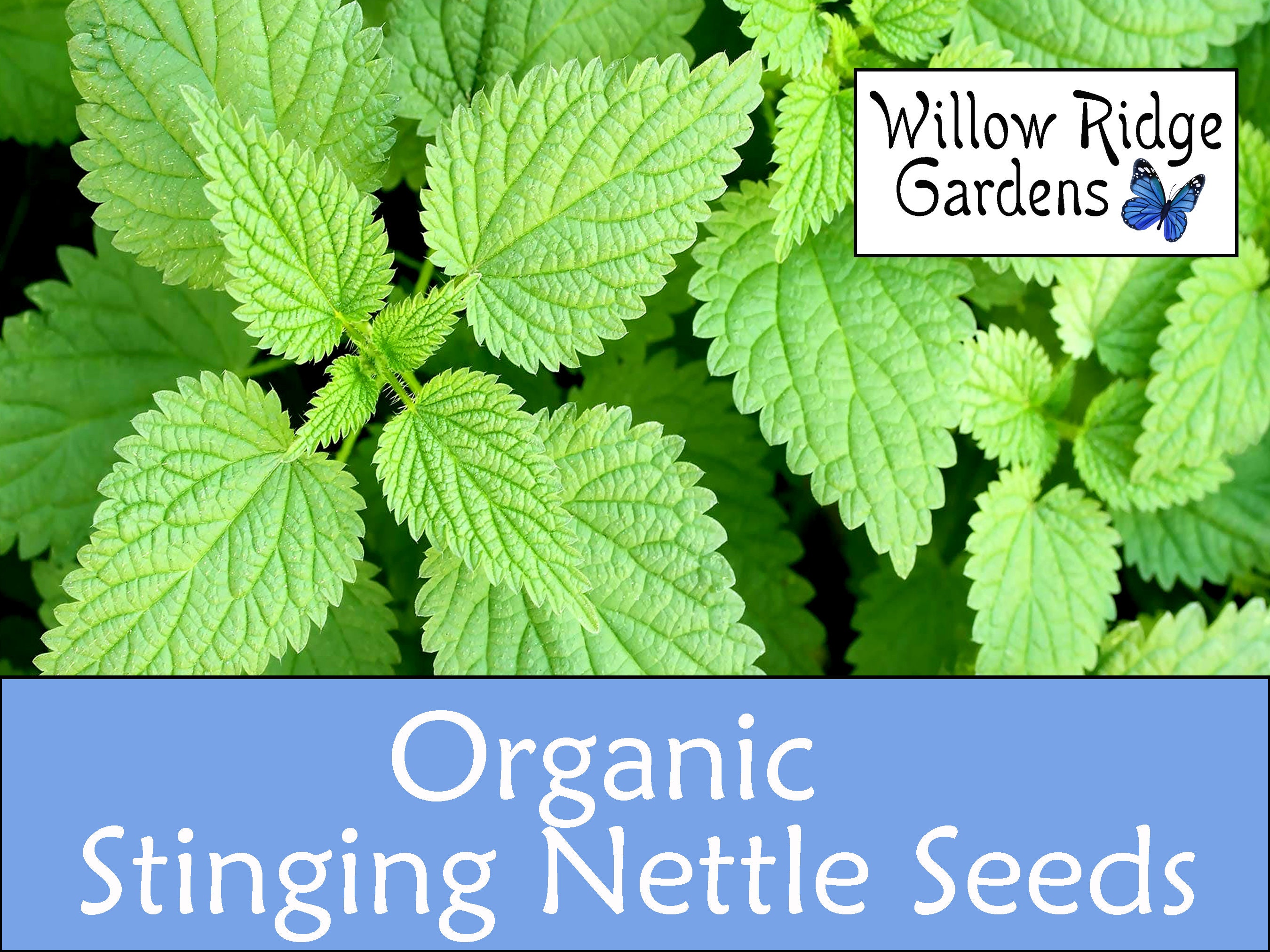 Organic Stinging Nettle Seeds (Urtica dioica)