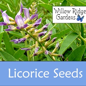 Licorice Seeds, Glycyrrhiza uralensis,  30 Seeds, Pesticide Free, Medicinal Herb Seeds, Heirloom, Non GMO, USA Grown