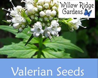 Valerian Seeds, Sourced from Certified Grower, Medicinal Herb, USA Grown (50+ Seeds)