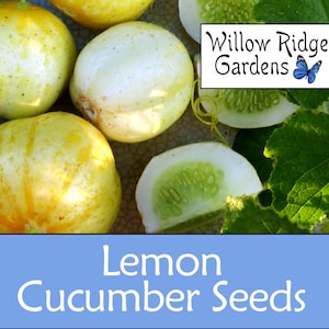 Lemon Cucumber Seeds, 15+ Seeds, Sourced from Certified Grower, Cucumber Seeds, Non GMO, USA Grown