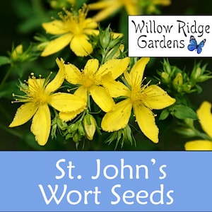 St John's Wort Seeds - Sourced from Certified Grower, 100+ Seeds, Hypericum Perforatum, Medicinal Herbs, Non GMO image 1