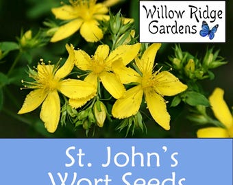 St John's Wort Seeds - Sourced from Certified  Grower, 100+ Seeds, Hypericum Perforatum, Medicinal Herbs, Non GMO