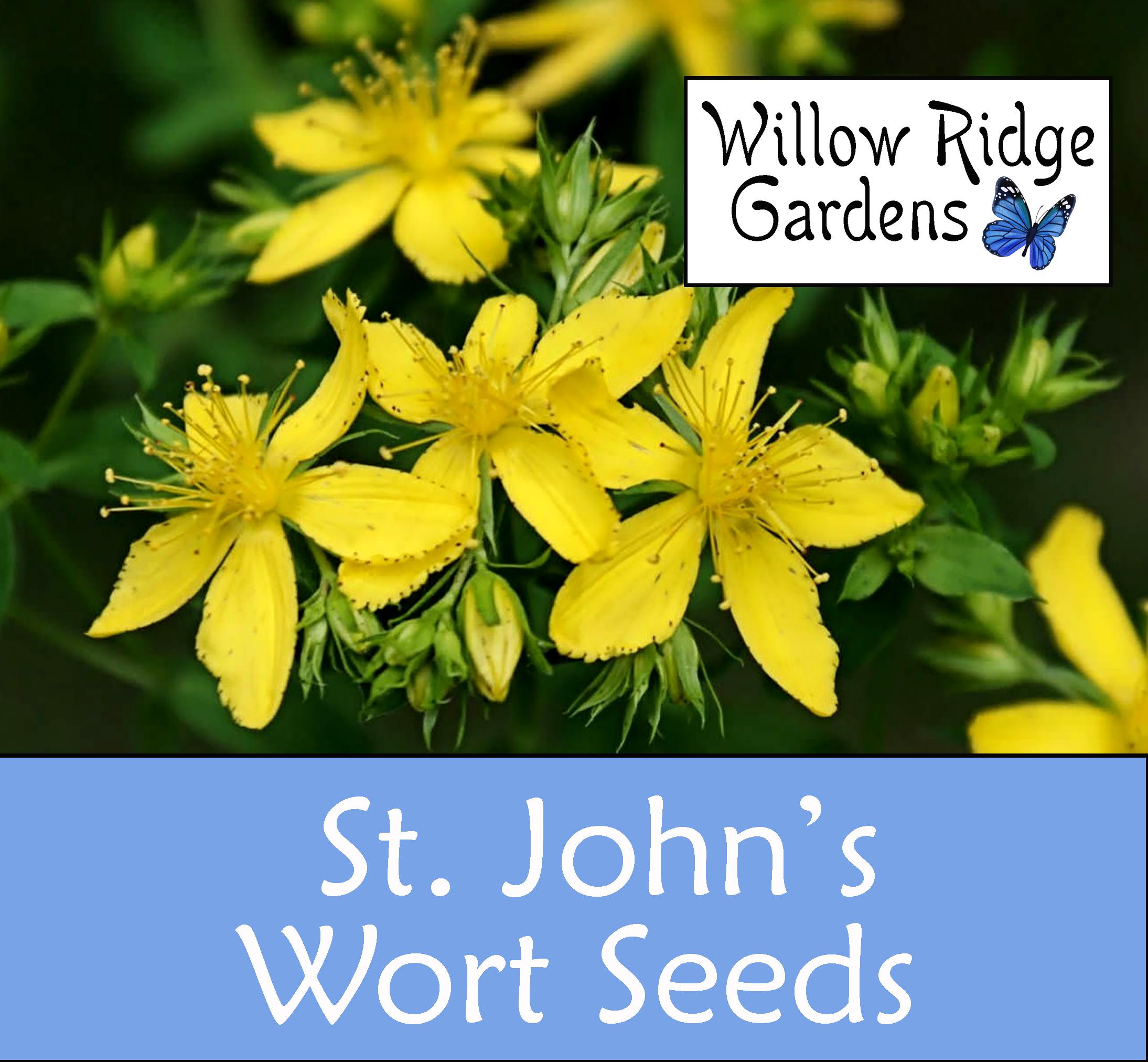 St. Johns Wort  100 Seeds
