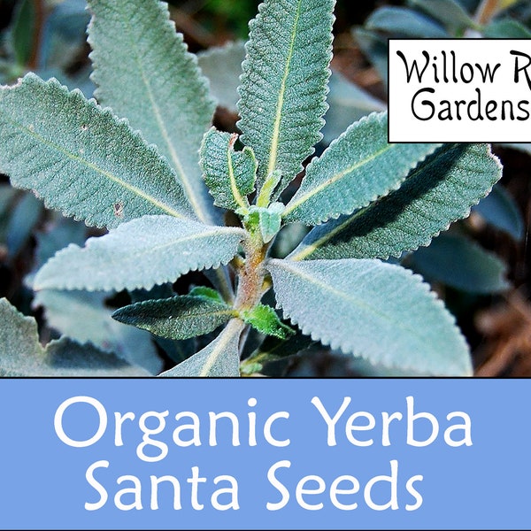 Organic Yerba Santa Seeds, 30 Seeds, Medicinal Herb Seeds, Heirloom, Non GMO, Yerba Santa Plant, USA Grown