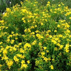 May include: A close-up view of a patch of yellow St. John's Wort flowers in bloom. The flowers are clustered together in a dense mass, creating a bright yellow field.