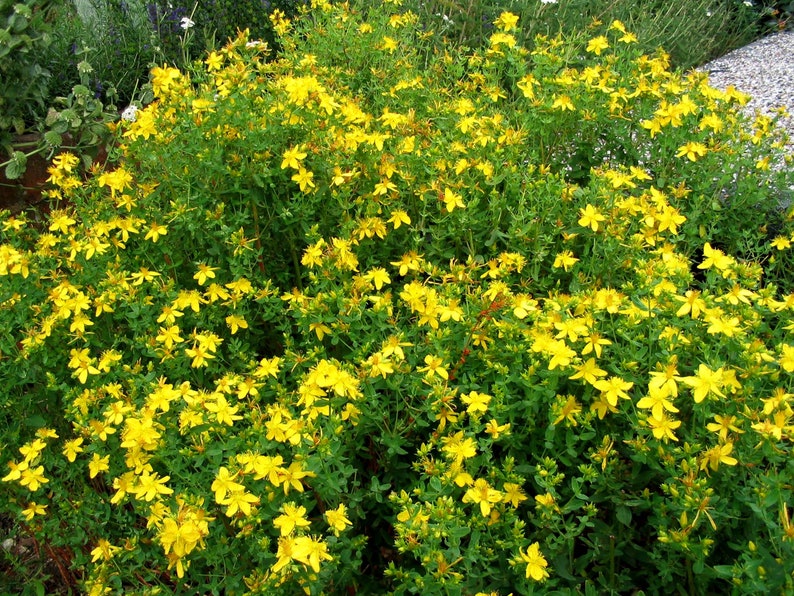 May include: A close-up view of a patch of yellow St. John's Wort flowers in bloom. The flowers are clustered together in a dense mass, creating a bright yellow field.