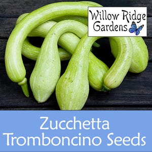 Tromboncino Squash Seeds, Pesticide Free, Non-GMO, USA Grown (10+ Seeds)