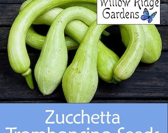 Tromboncino Squash Seeds, Pesticide Free, Non-GMO, USA Grown (10+ Seeds)