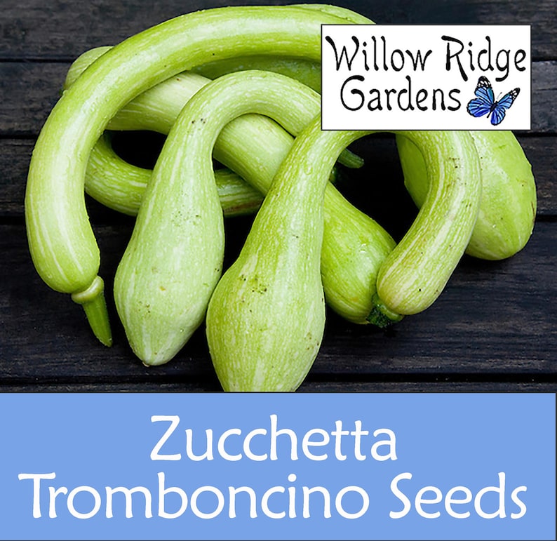Tromboncino Squash Seeds, Pesticide Free, Non-GMO, USA Grown (10+ Seeds) image 1