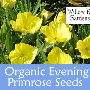 Organic Evening Primrose Seeds, 100+ Seeds, Medicinal Herbs, Heirloom Seeds, Non GMO, Plant, USA Grown