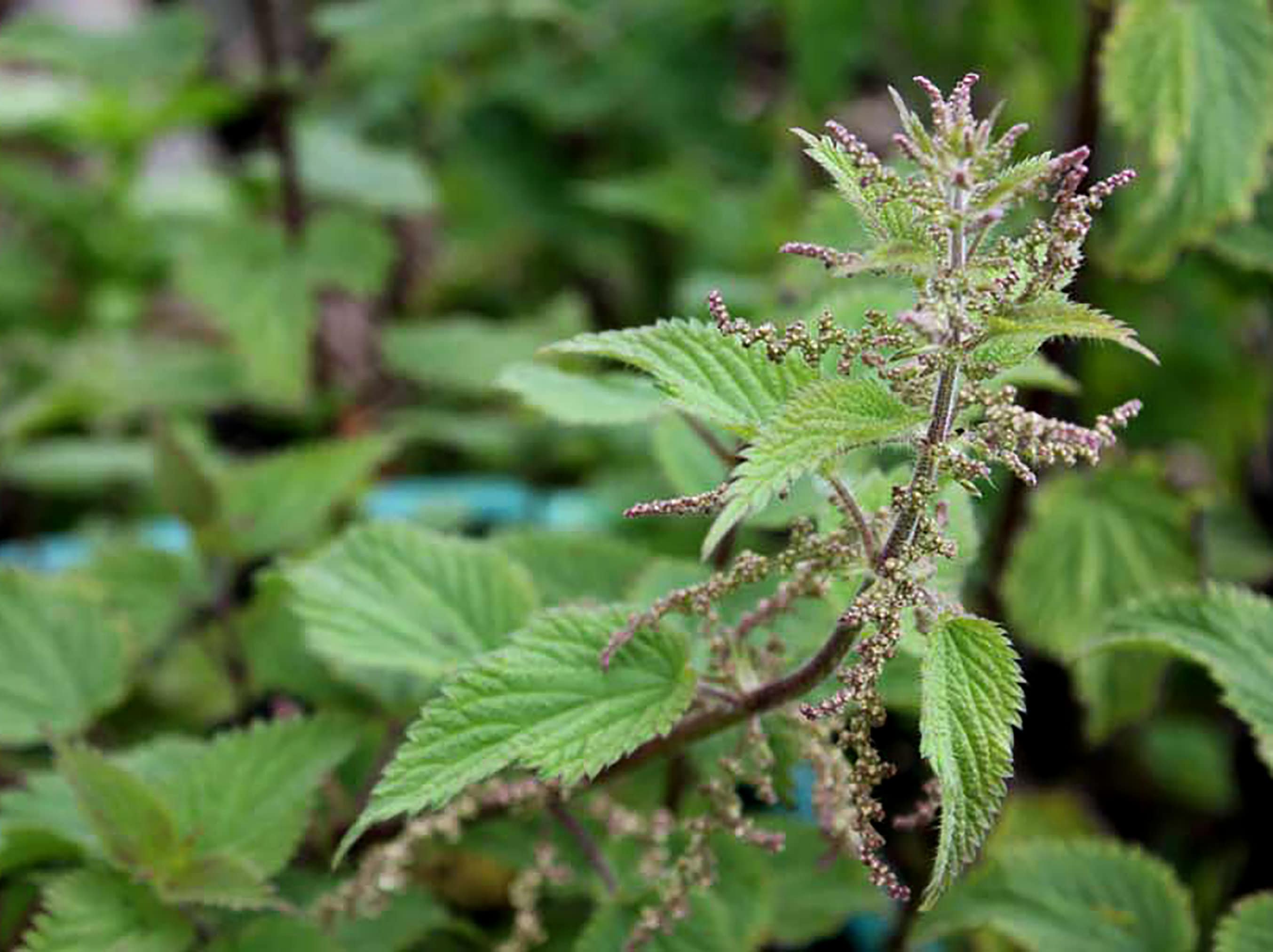 Organic Stinging Nettle Seeds 100 Seeds Medicinal Herbs - Etsy