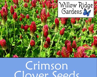 Crimson Clover Seeds, 300+ Seeds, Sourced from Certified Growers, Medicinal Herb Seeds, Heirloom, Non GMO, Clover Seeds, USA Grown