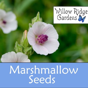 Marshmallow Seeds, 25+ Seeds, Sourced from Certified Growers, Marshmallow Root, Medicinal Herbs, Heirloom Seeds, Non GMO