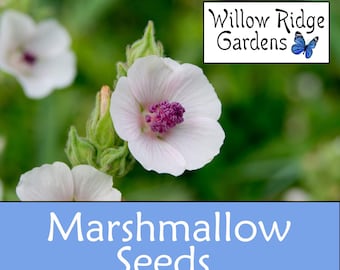 Marshmallow Seeds, 25+ Seeds, Sourced from Certified Growers, Marshmallow Root, Medicinal Herbs, Heirloom Seeds, Non GMO