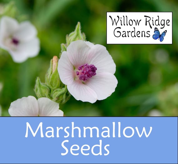 Marshmallow Seeds, 25+ Seeds, Sourced from Certified Growers, Marshmallow Root, Medicinal Herbs, Heirloom Seeds, Non GMO