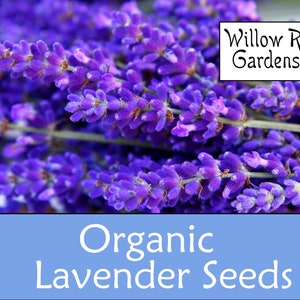 Organic Lavender Seeds, 100+ Seeds, English Lavender, Medicinal Herb Seeds, Heirloom, Non GMO, USA Grown