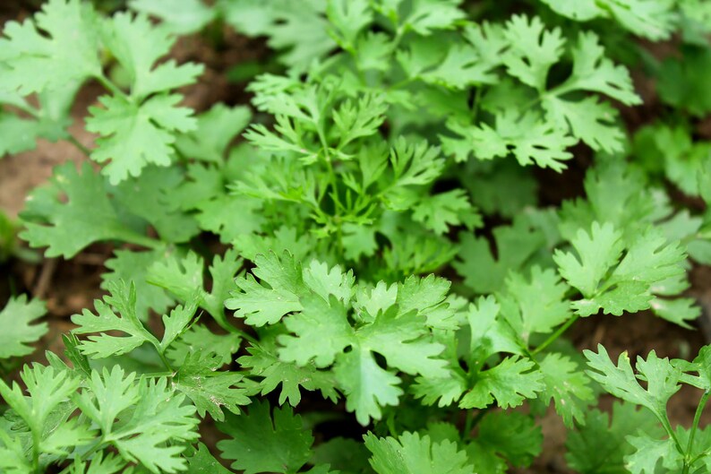 May include: A close-up of a patch of fresh green cilantro plants growing in the garden.