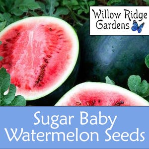 Sugar Baby Watermelon Seeds, 15+ Seeds, Sourced from Certified Grower, Heirloom, Non GMO, Melon Seeds, USA Grown