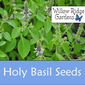 Holy Basil Seeds, Sourced from Certified Grower, 30+ Seeds, Vana Tulsi, Medicinal Herb Seeds, Heirloom, USA Grown