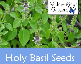 Holy Basil Seeds, Sourced from Certified Grower, 30+ Seeds, Vana Tulsi, Medicinal Herb Seeds, Heirloom, USA Grown