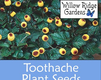 Toothache Plant Seeds, Sourced from Certified Grower, Spilanthes, 50 Seeds, Medicinal Herb Seed, Non GMO, USA Grown