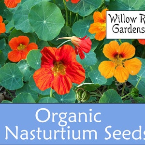 Organic Nasturtium Seeds, Kaleidoscope Mix, 30+ Seeds, Medicinal Herbs, Heirloom Seeds, Non GMO, Plant, USA Grown