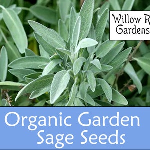 Organic Sage Seeds, Garden Sage, 30+ Seeds, Medicinal Herb Seeds, Heirloom, Sage Herb, Sage Plant, Organic Seeds, USA Grown