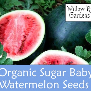 Organic Sugar Baby Watermelon Seeds, 15+ Seeds, Organic Watermelon Seeds, Heirloom, Non GMO, Melon Seeds, USA Grown